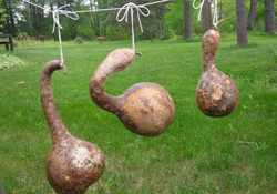 Gourds
